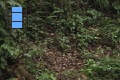 Scene 35_hssflight_Following Morpho peleides flying around banana bait